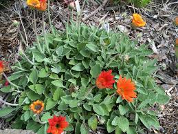 Image result for Arctotis