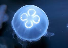 This transition can take the animal back to the state that the jellyfish was in as a fertilized egg when it. Moon Jelly Lamar University