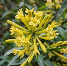Image result for Cestrum