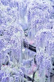 Wisteria Flower Photo By Another Blue Sky Instagram Flower Aesthetic Wisteria Tree Flower Photos