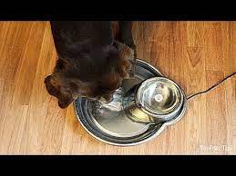 My Dog Won T Drink Water Top 5 Reasons And Best Solutions Tractive