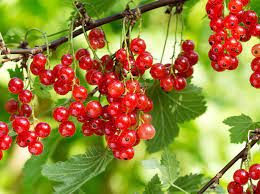 Die ersten weißen johannisbeeren können sie nach dem johannistag, dem 24. Johannisbeeren Pflanzen Schneiden Und Ernten Liebenswert Magazin