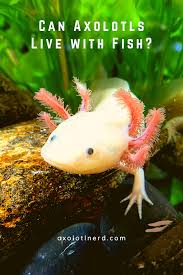 This mob is an aquatic mob and will spawn in any water block which have a block above it. Pin On Axolotl Guides