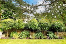Garden Design In Crystal Palace South East London Privacy Landscaping Back Garden Design Garden Design