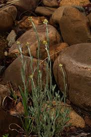 Image result for Pseudognaphalium luteo-album