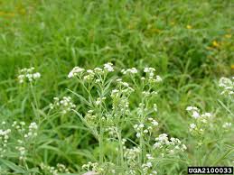 Image result for Parthenium