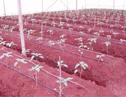 Indulge your shopping desires at best price, metro & big bazar on walk away distances and have sumptuous meal at mcdonals. Vegetable Plant Nursery
