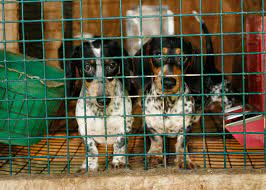 Maybe you would like to learn more about one of these? What Is A Puppy Mill Modern Dog Magazine