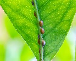 Image result for scale on plant