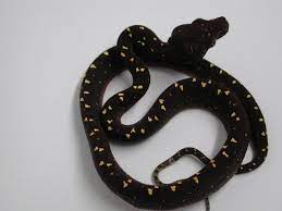 Very Dark Baby Green Tree Python