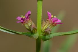 Image result for Lythraceae