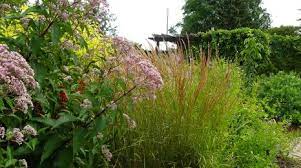 1800flowers.com has been visited by 100k+ users in the past month Native Plants Umn Extension