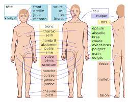 Corps humain et santé réf : Corps Humain Wikipedia