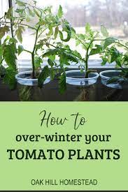 Check spelling or type a new query. 2 Ways To Over Winter Tomato Plants Without A Greenhouse Oak Hill Homestead