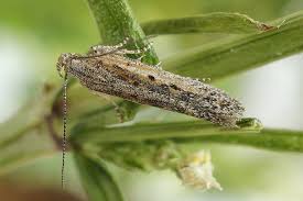 Image result for Scrobipalpula diffluella