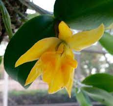 Noid Cattleya Bifoliate Bright Yellow With Light Orange Lip Division From Manny 5 16 Potted 5 16 Puffed Sheath 10 16 Bonsai Plants Cattleya Orchids