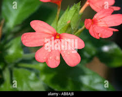 Image result for Crossandra nilotica