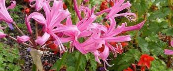 Nerine Species Cape Flower Guernsey Lily Jersey Lily Spider Lily Nerine Bowdenii