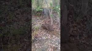 Maybe you would like to learn more about one of these? Bushland Bandicoot Digging Youtube