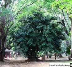 Pas cher petit design géant. Ficus Elastica Egalement Appele Arbre Caoutchouc Caoutchouc Figuier Des Jardins Figuier Elastique Lastic Sa Description Et Les Photos De Ses Fleurs Fruits Et Feuilles