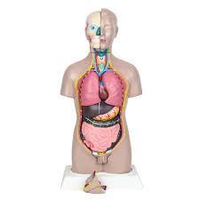 Male torso model with musculature on one side and surface skin on the other. Mannequins Nachen 45cm Female Human Torso Anatomy Model Human System Organ Anatomical Model For Teaching Resources Detachable 16 Parts Industrial Scientific Belasidevelopers Co Ke