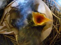 Sialis Wildlife Rehabilitation And Emergency Baby Bird Care