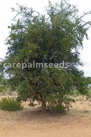 Image result for Balanites