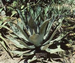 Image result for Monadenium spinulosum