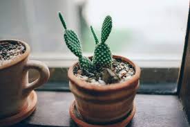 That may be true, but there's so much the cactus is a type of plant called a succulent. 9 Indoor Plants That Absorb Radiation Emf Academy