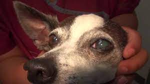 Cat Scratch Of Dog S Eye Youtube