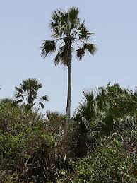 Image result for Borassus aethiopum