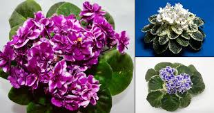 Vector illustration, isolated violet flower in black and white colors, outline hand painted drawing. 12 Types Of African Violets African Violets Varieties India Gardening