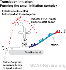 Protein Synthesis Mcat Review