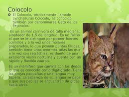Maybe you would like to learn more about one of these? Animales En Extincion En Chile Ppt Video Online Descargar
