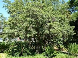 Image result for Nuxia