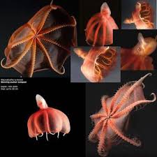 This Is A Way Of Life Awesome Sucker Octopus Vampire Squid Vampire Octopus Squid