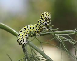 Black And Yellow Striped Caterpillar Michigan Anise Swallowtail Caterpillar On Fennel Foeniculum Vulgare This Butterfly Larva Is Similar To The Black Swallowtail Butterfly Garden Caterpillar Swallowtail