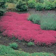 Buy 1 x 1 litre. Walk On Me Plant Direct Gardening