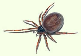 Black widow spiders are black and shiny. False Black Widow Spider Facts Bite Habitat Information