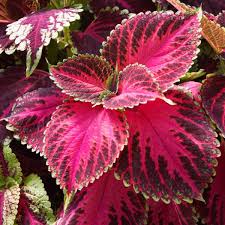 Image result for Coleus defoliatus