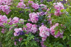 Touch device users, explore by. Combining Early Flowering Clematis With Your Roses Has The Benefit Of Advancing The Season Of Interest Of Your Climbing Roses Planting Roses Plant Combinations