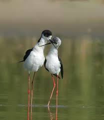 Love Story By Rafi Raz Birds Beautiful Birds Pretty Birds