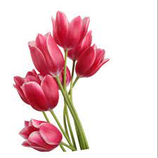 Gambar bunga tulip putih merah ungu pink kuning dengan berbgai macam jenisnya yang ada di indonesia dan dunia lengkap dengan penjelasannya. Walldecor Hiasan Dinding Motif Bunga Tulip Merah Png Size 113x30cm Shopee Indonesia