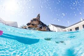 There are so many loving adoptable pets right in your community waiting for a family to call their own. Jacksonville University Blvd Pet Boarding Pet Paradise