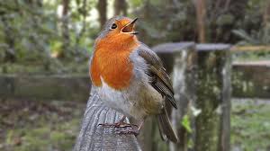 Sound Of Birds Chirping In The Morning Mp3 Free Download Robin Bird Song Singing With Passion The Loudest Robin Ever Youtube