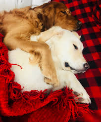 Check out our puppy finder! Golden Retriever Puppies For Sale Golden Retrievers Of Michigan