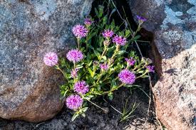Image result for Vernonia galpinii