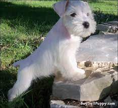 Schnauzer Puppies Adorable Miniature Schnauzer Puppies For Sale In Grand Rapids Miniature Schnauzer Puppies Schnauzer Puppy Schnauzer