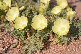 Image result for Grielum