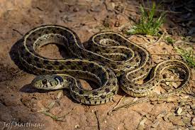 Checkered Garter Snake Thamnophis Marcianus Reptiles And Amphibians Reptiles Snake